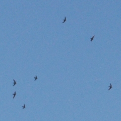 Hirundapus caudacutus (White-throated Needletail) at Cotter River, ACT - 21 Mar 2022 by RAllen