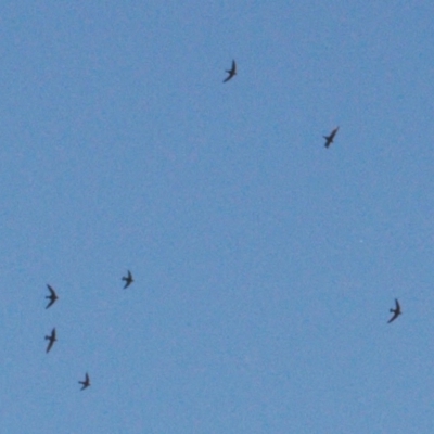 Hirundapus caudacutus (White-throated Needletail) at Namadgi National Park - 20 Mar 2022 by RAllen