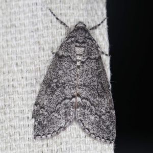 Smyriodes undescribed species nr aplectaria at O'Connor, ACT - 22 Mar 2022 10:34 PM