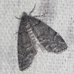 Smyriodes undescribed species nr aplectaria at O'Connor, ACT - 22 Mar 2022 10:34 PM