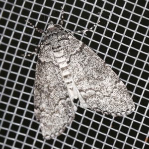 Smyriodes undescribed species nr aplectaria at O'Connor, ACT - 22 Mar 2022 10:34 PM