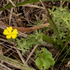 Hibbertia linearis at Larbert, NSW - 26 Mar 2022