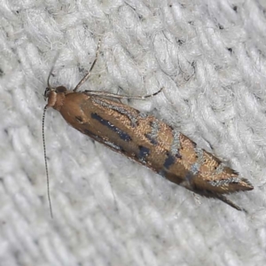 Glyphipterix perimetalla at O'Connor, ACT - 22 Mar 2022