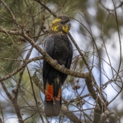 Calyptorhynchus lathami (Glossy Black-Cockatoo) at Nadgigomar Nature Reserve - 26 Mar 2022 by trevsci