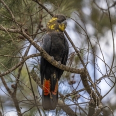 Calyptorhynchus lathami lathami (Glossy Black-Cockatoo) at Larbert, NSW - 26 Mar 2022 by trevsci