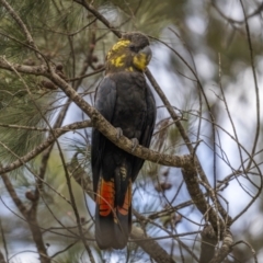 Calyptorhynchus lathami (Glossy Black-Cockatoo) at Larbert, NSW - 26 Mar 2022 by trevsci