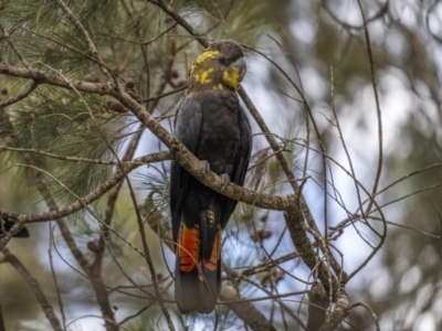 Calyptorhynchus lathami lathami (Glossy Black-Cockatoo) at Larbert, NSW - 26 Mar 2022 by trevsci