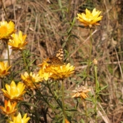 Oreixenica lathoniella (Silver Xenica) at Bimberi Nature Reserve - 21 Mar 2022 by RAllen