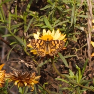 Oreixenica lathoniella at Brindabella, NSW - 21 Mar 2022