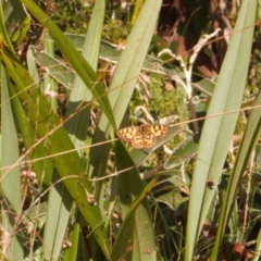 Oreixenica lathoniella at Brindabella, NSW - 21 Mar 2022