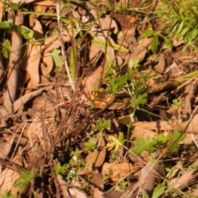 Oreixenica lathoniella (Silver Xenica) at Brindabella, NSW - 21 Mar 2022 by RAllen