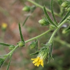 Dittrichia graveolens (Stinkwort) at Watson, ACT - 26 Mar 2022 by abread111