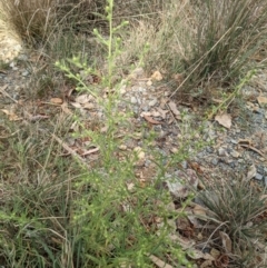 Dittrichia graveolens at Watson, ACT - 26 Mar 2022