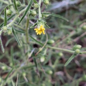 Dittrichia graveolens at Watson, ACT - 26 Mar 2022 04:33 PM