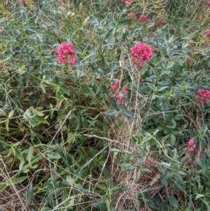 Centranthus ruber at Watson, ACT - 26 Mar 2022