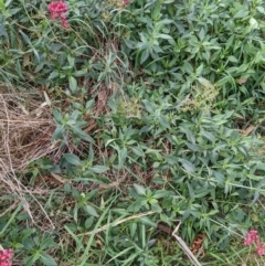 Centranthus ruber at Watson, ACT - 26 Mar 2022