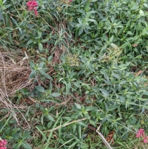 Centranthus ruber at Watson, ACT - 26 Mar 2022