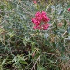 Centranthus ruber at Watson, ACT - 26 Mar 2022