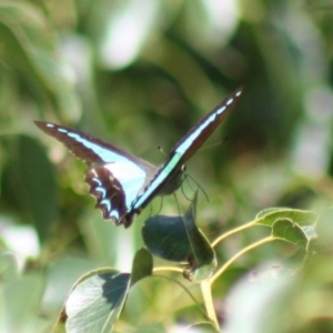 Graphium choredon at Majura, ACT - 26 Mar 2022 03:03 PM