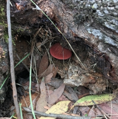 Fistulina sp. (A Beefsteak fungus) at Paddys River, ACT - 26 Mar 2022 by Bclancy