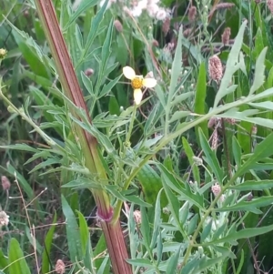 Bidens subalternans at Kambah, ACT - 26 Mar 2022 06:49 PM