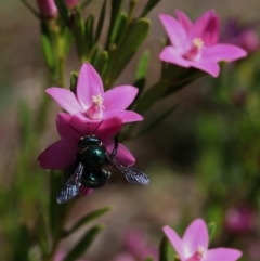 Xylocopa (Lestis) aerata (Golden-Green Carpenter Bee) at Acton, ACT - 25 Mar 2022 by HelenBoronia