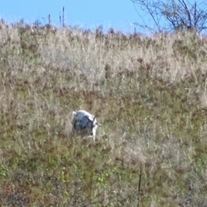 Capra hircus at Wambrook, NSW - 25 Mar 2022 04:25 PM