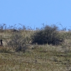 Capra hircus at Wambrook, NSW - 25 Mar 2022