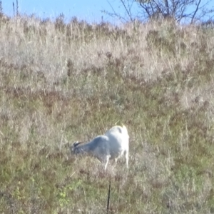 Capra hircus at Wambrook, NSW - 25 Mar 2022 04:25 PM