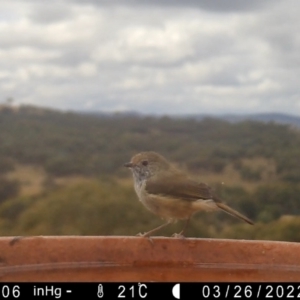 Acanthiza pusilla at Yass River, NSW - 26 Mar 2022