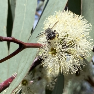 Megachile (Eutricharaea) maculariformis at Kambah, ACT - 26 Mar 2022 03:09 PM