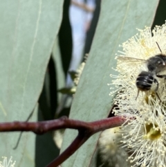 Megachile (Eutricharaea) maculariformis at Kambah, ACT - 26 Mar 2022 03:09 PM