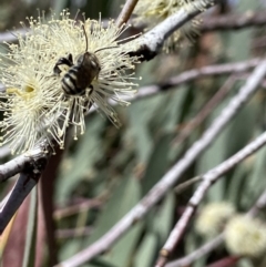 Megachile (Eutricharaea) maculariformis at Kambah, ACT - 26 Mar 2022 03:09 PM