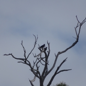 Aquila audax at Wambrook, NSW - 24 Mar 2022