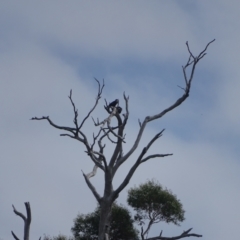 Aquila audax at Wambrook, NSW - 24 Mar 2022