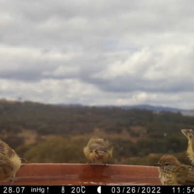 Acanthiza lineata (Striated Thornbill) at Rugosa - 26 Mar 2022 by SenexRugosus