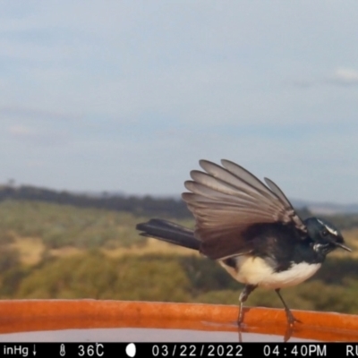 Rhipidura leucophrys (Willie Wagtail) at Rugosa - 22 Mar 2022 by SenexRugosus