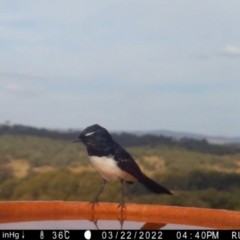 Rhipidura leucophrys at Yass River, NSW - 22 Mar 2022