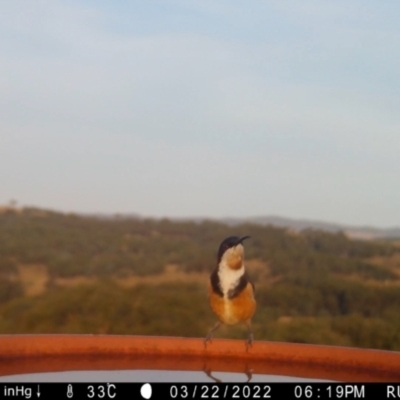 Acanthorhynchus tenuirostris (Eastern Spinebill) at Yass River, NSW - 22 Mar 2022 by SenexRugosus