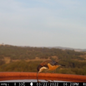 Acanthorhynchus tenuirostris at Yass River, NSW - 22 Mar 2022