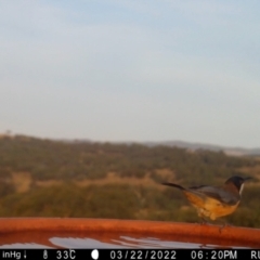 Acanthorhynchus tenuirostris at Yass River, NSW - 22 Mar 2022