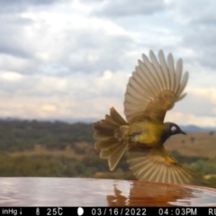 Nesoptilotis leucotis (White-eared Honeyeater) at Yass River, NSW - 16 Mar 2022 by SenexRugosus