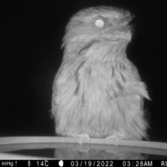 Podargus strigoides (Tawny Frogmouth) at Yass River, NSW - 18 Mar 2022 by SenexRugosus