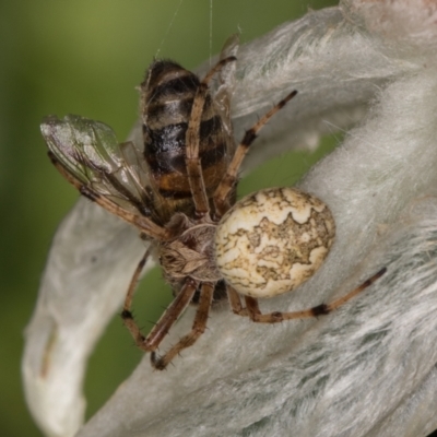 Salsa fuliginata (Sooty Orb-weaver) at Melba, ACT - 23 Jan 2022 by kasiaaus