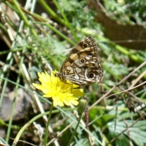 Oreixenica latialis at Cotter River, ACT - 26 Mar 2022