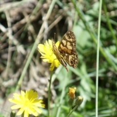 Oreixenica latialis at Cotter River, ACT - suppressed