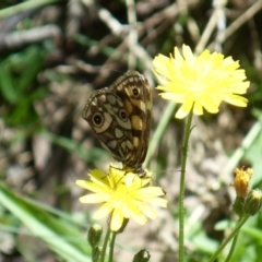 Oreixenica latialis at Cotter River, ACT - 26 Mar 2022