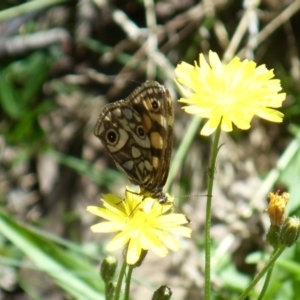 Oreixenica latialis at Cotter River, ACT - 26 Mar 2022