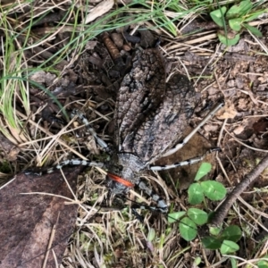 Acripeza reticulata at Cotter River, ACT - 26 Mar 2022