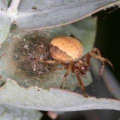 Unidentified Spider at Melba, ACT - 23 Jan 2022 by kasiaaus